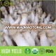 high yileld harvest 400gram in 20 days king oyster eryngii mushroom cultivation