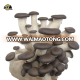 Best seller cultivating fresh oyster mushroom spawn grow kit