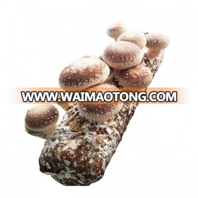 cultivating fresh mushroom competitive price agaricus spawn