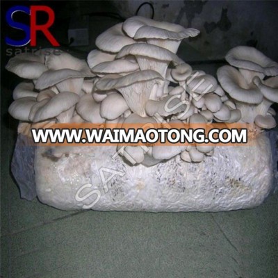 Natural organic affordable shiitake mushroom seed