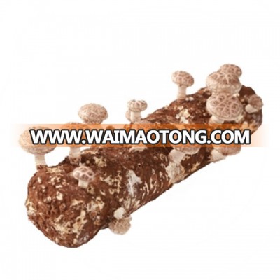 Cultivating fresh mushroom good price growing mushrooms spawn