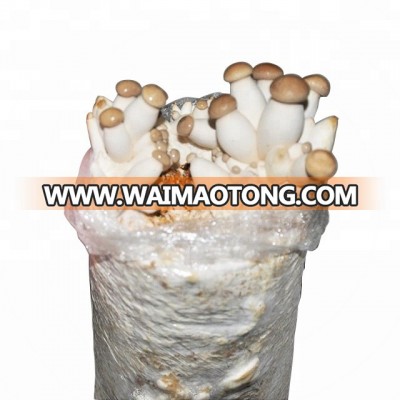 Cultivation pleurotus ostreatus mushroom mycelium