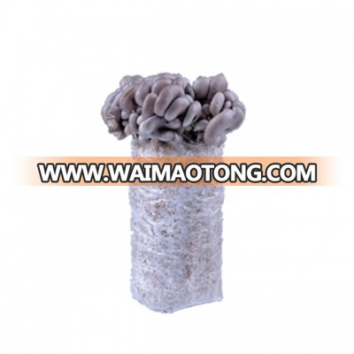 Best selling shiitake log oyster tree ear mushroom grow kit