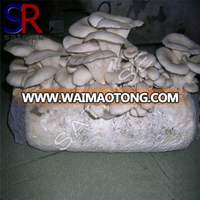 Cultivating fresh oyster mushroom 1kg price