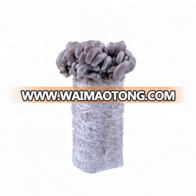 Pleurotus ostreatus mushroom spawn logs