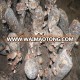 Natural and Green Shiitake Mushroom Seeds from China