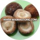 whole sale baby brown button mushroom price