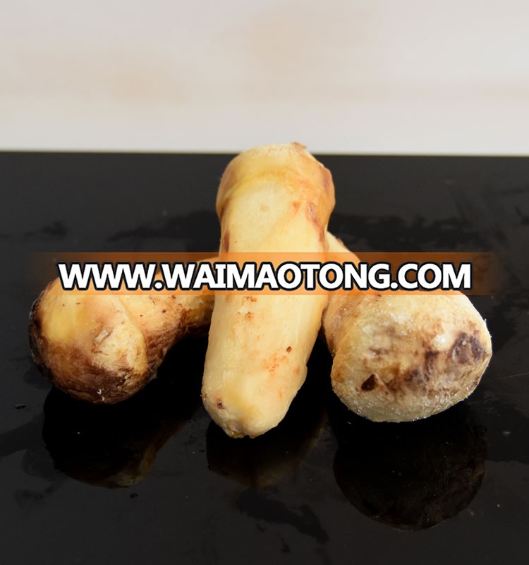 chinese matsutake mushroom